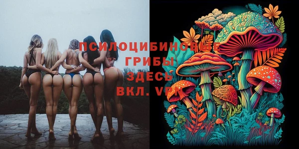 прущие грибы Михайлов